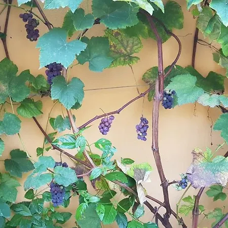 Tatil Evi Rose E Fiori Sardegna